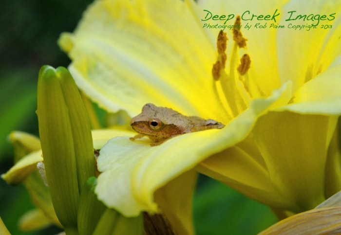 rob paine flower surprise deep creek lake