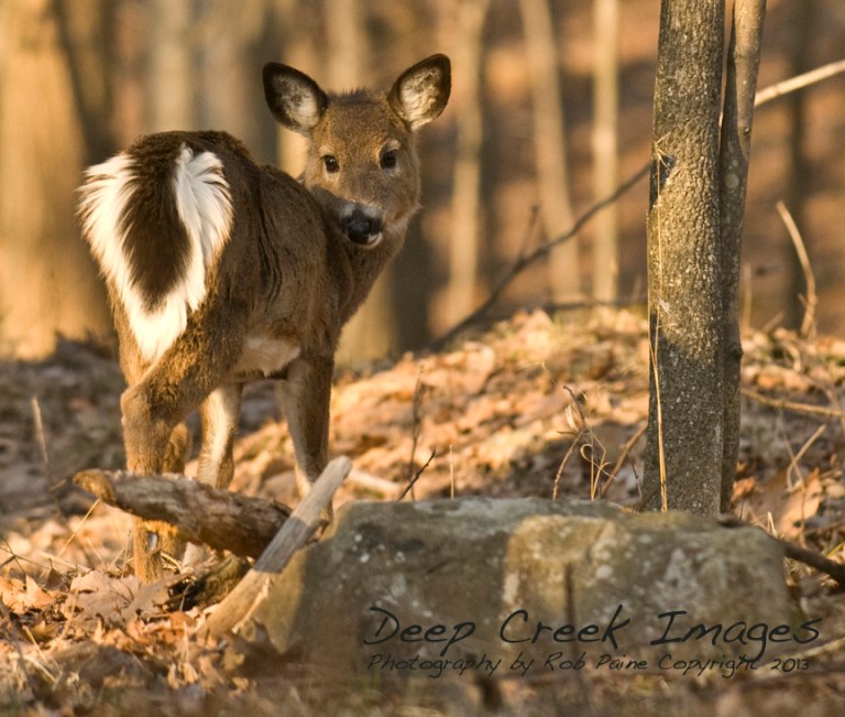 rob paine focus deer deep creek lake