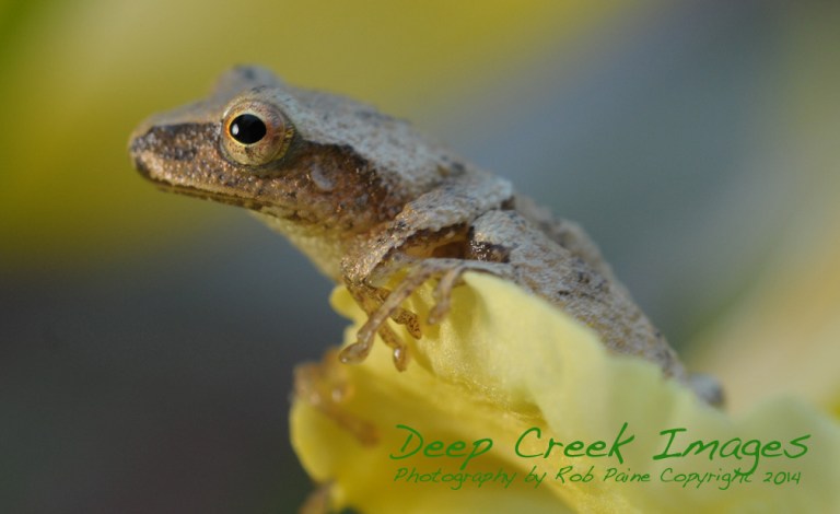 rob paine frog in flower web