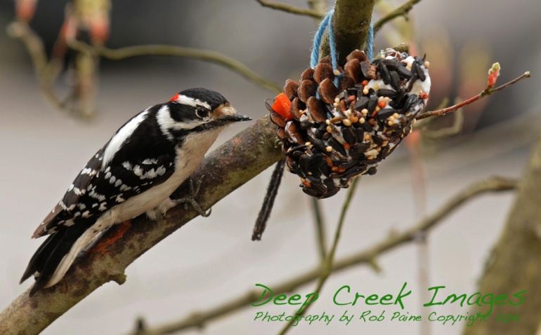 rob paine woodpecker deep creek lake
