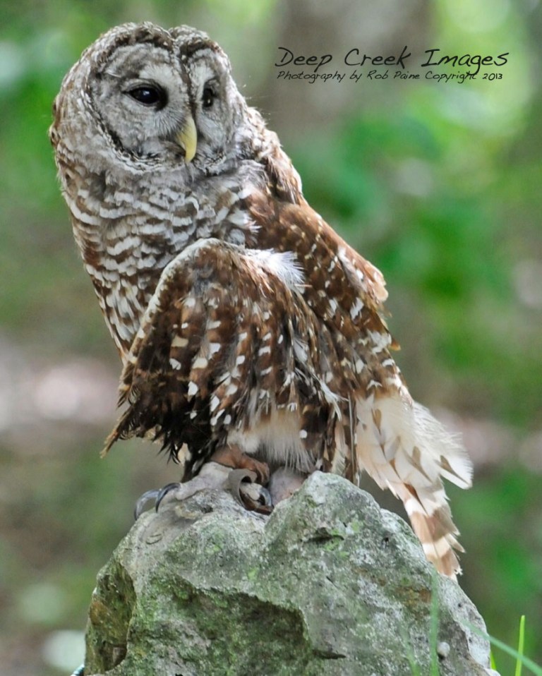 wweb florida owl copy