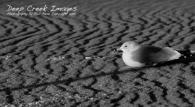 black and white photography sunrise chincoteague