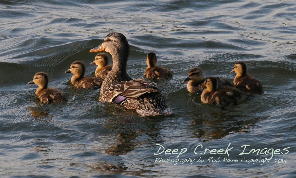 rob paine duck family deep creek lake