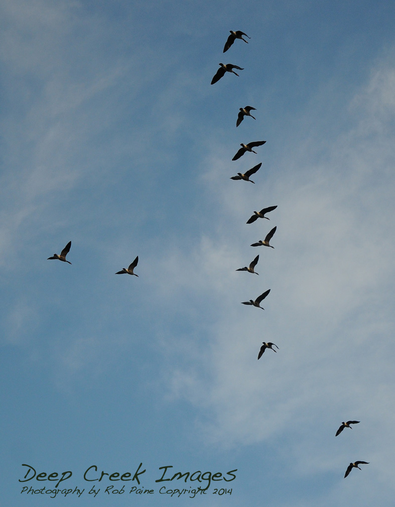 rob paine geese flyover