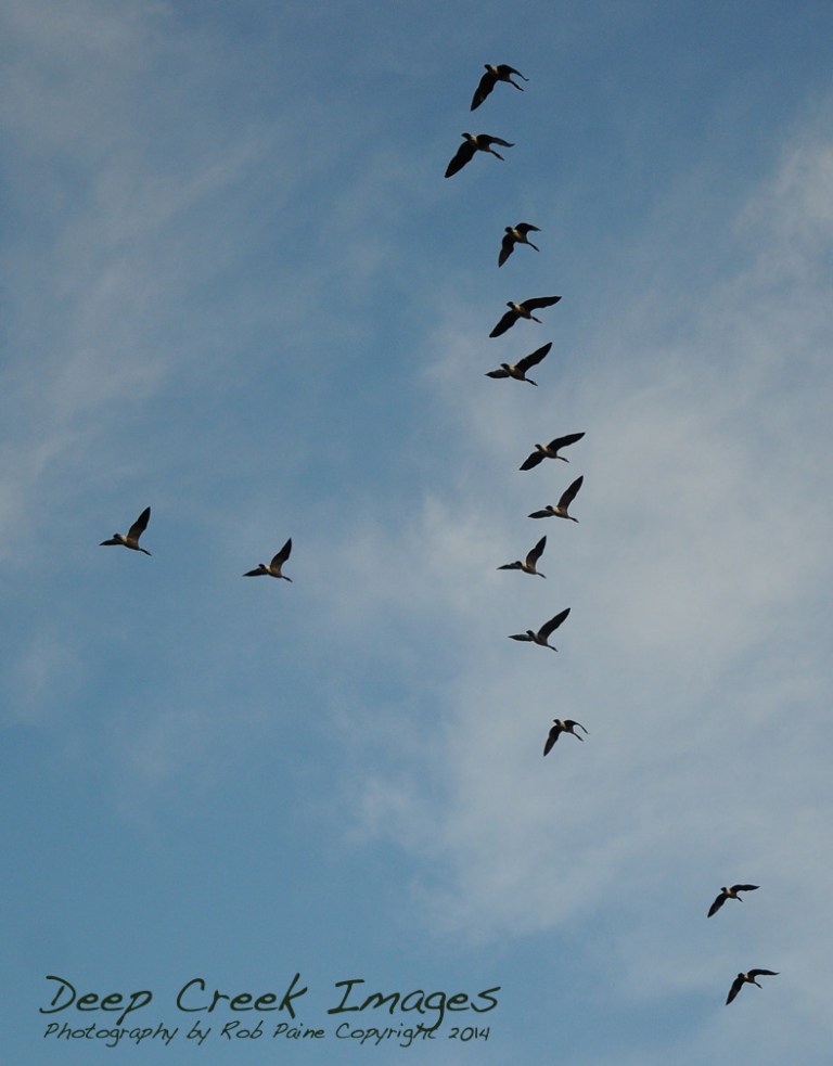 rob paine geese flyover