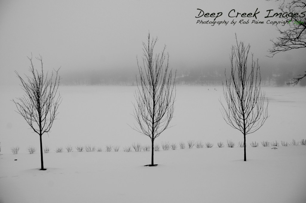 three trees dcl b and w