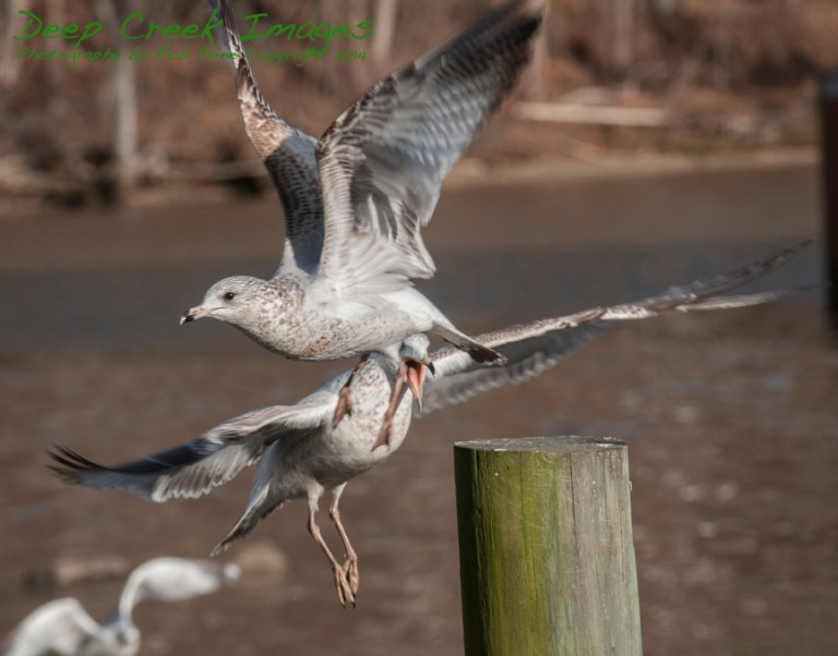 web birds occ rob paine four