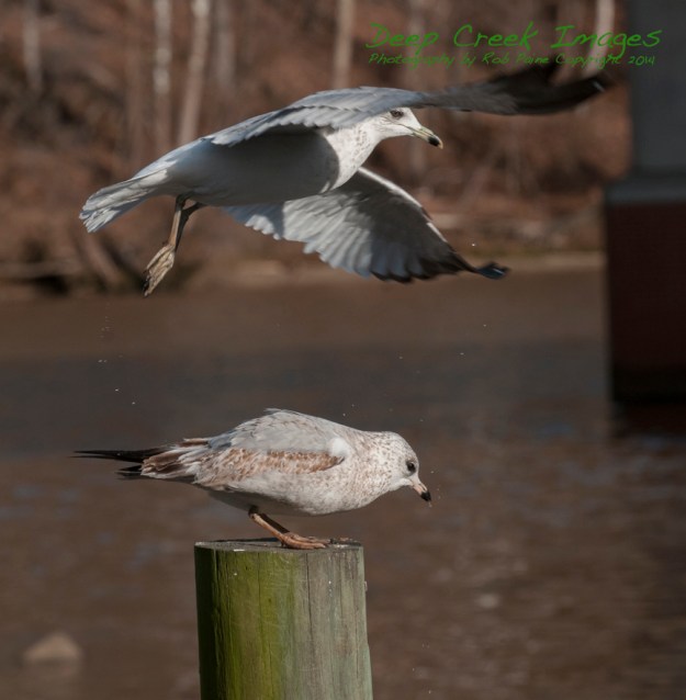 web birds occ rob paine six