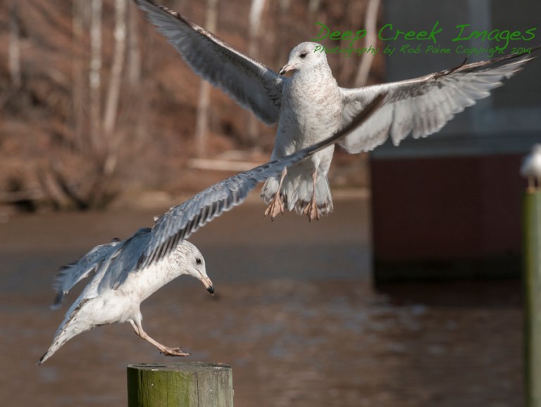 web birds occ rob paine three