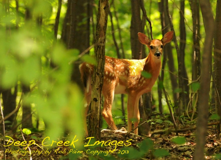 WEB ROB PAINE BEGINNINGS