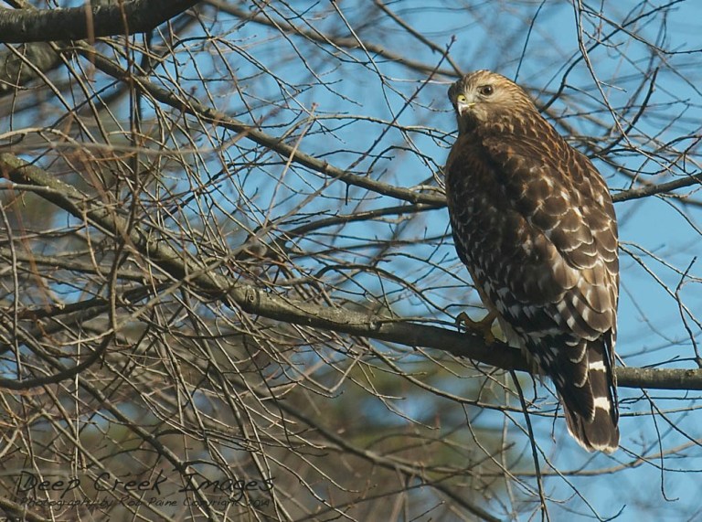 web rob paine hawk new years