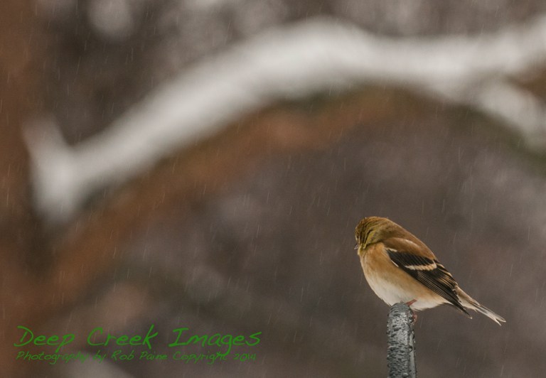 cold goldfinch