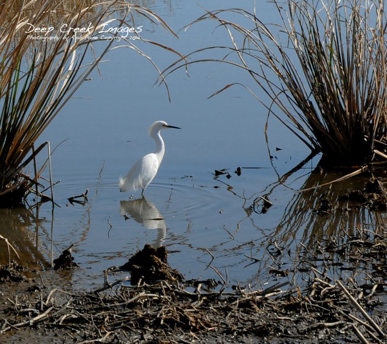 rob paine american egret s.c.