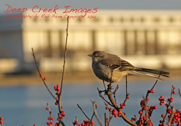 rob paine bird on potomac
