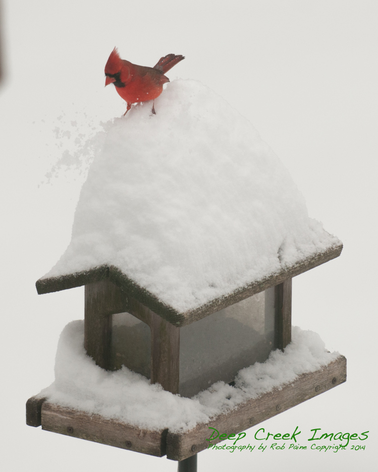 rob paine card series one