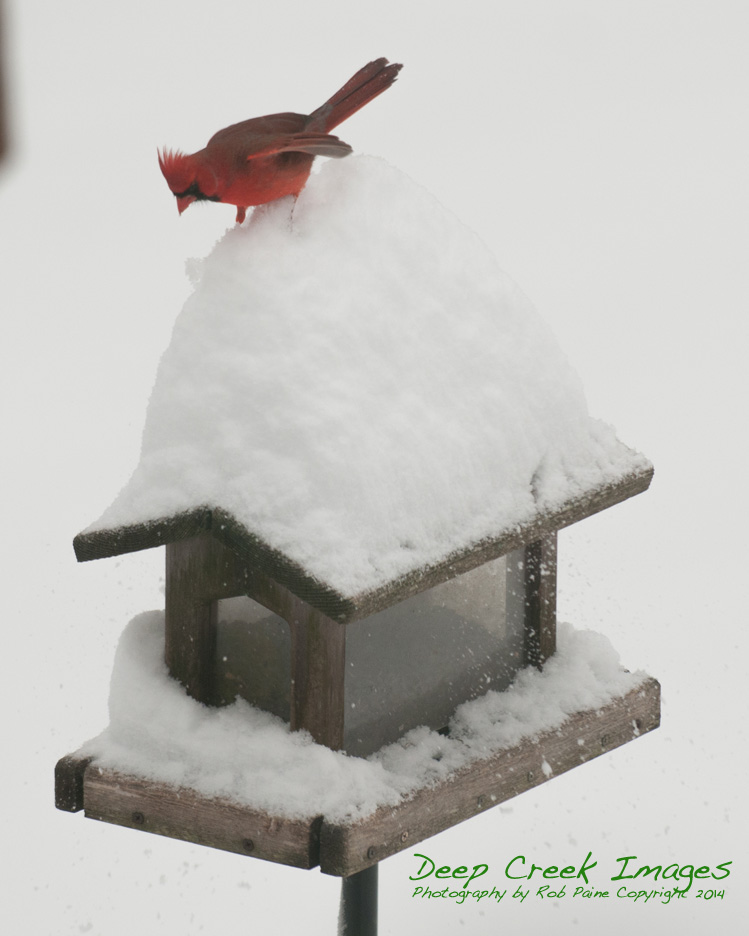 rob paine card series three