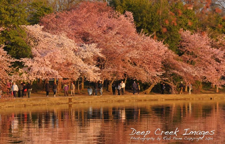 rob paine cherry blossoms