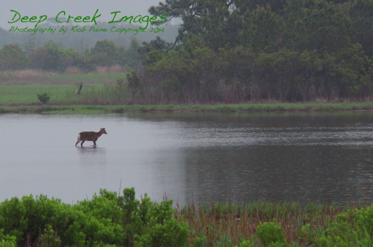 rob paine deer in rain