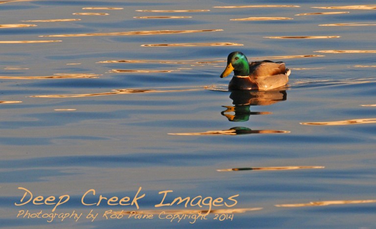 rob paine duck on potomac