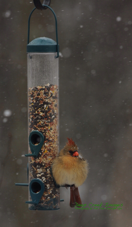 Photo by Rob Paine, Deep Creek Images