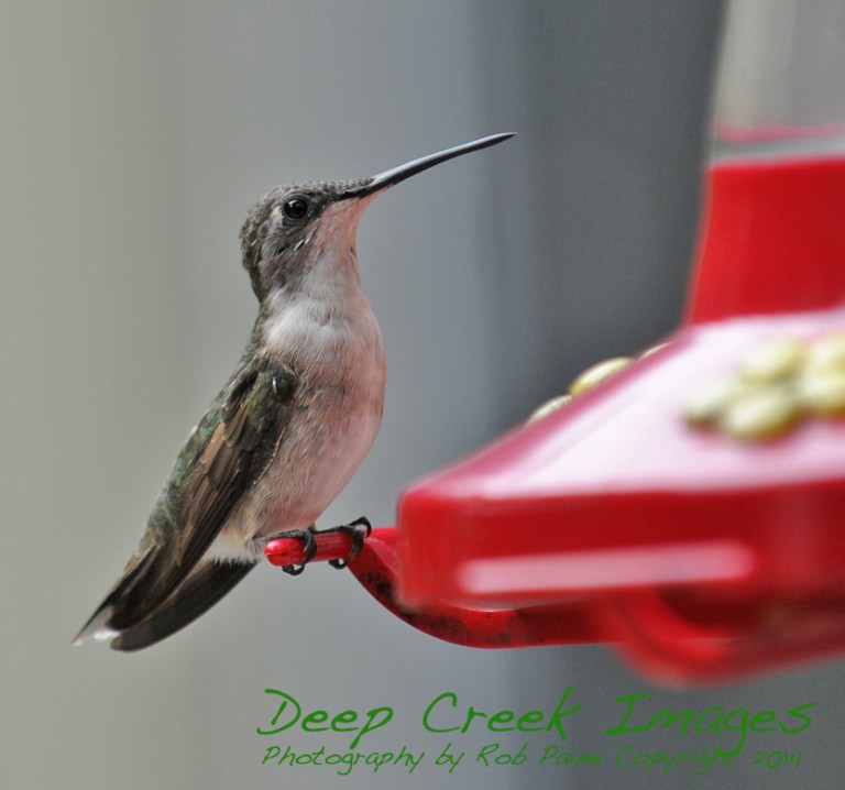 rob paine hummingbird
