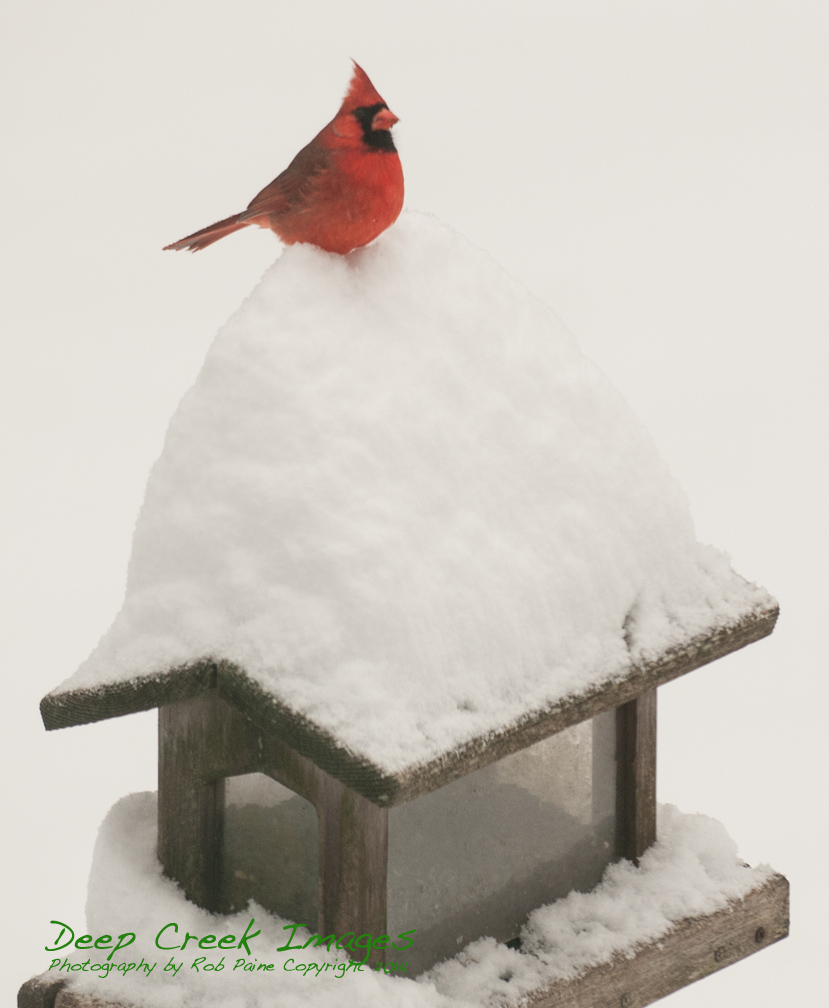 rob paine pax cardinal