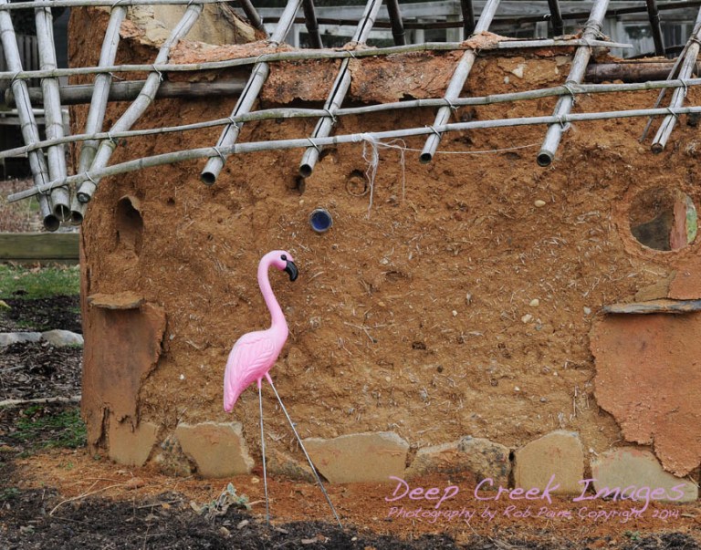 rob paine pink flamingo