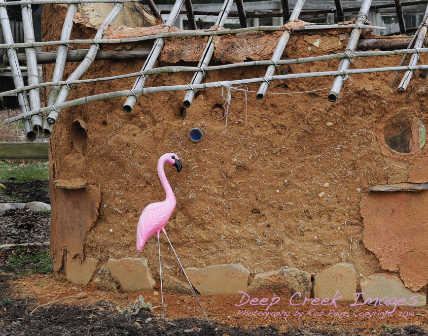 rob paine pink flamingo