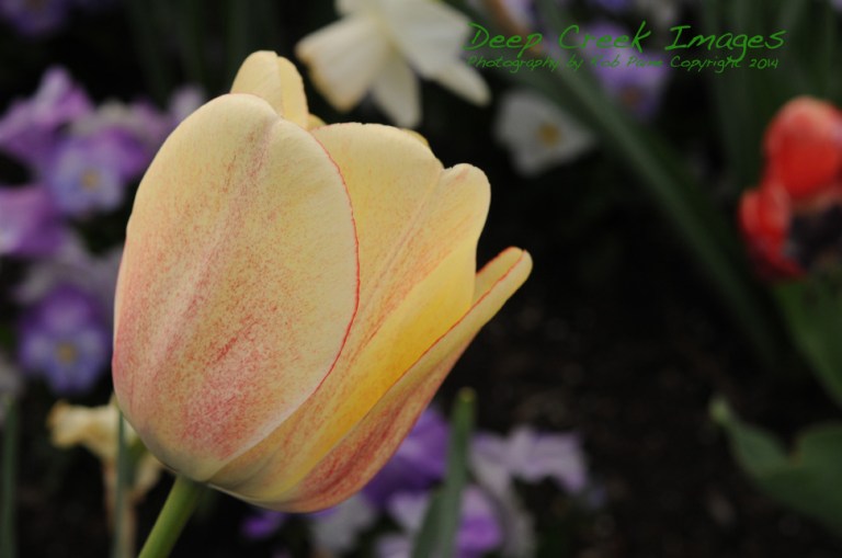 rob paine spring flower