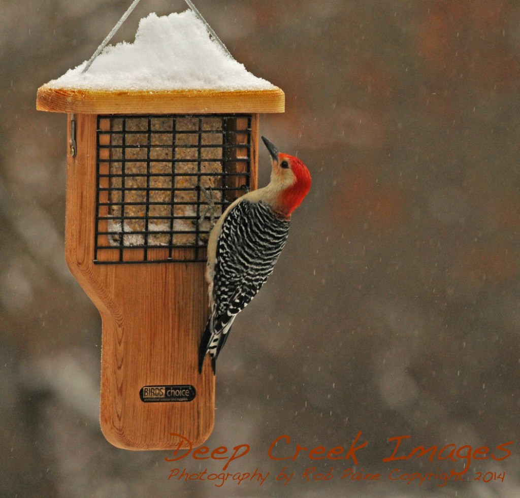 Rob Paine Winter Storm Pax Woodpecker