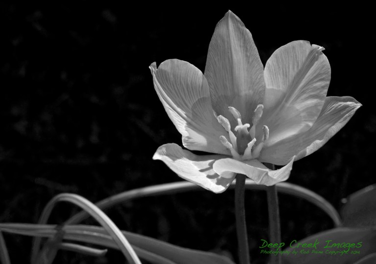 rob paine wless wednesday