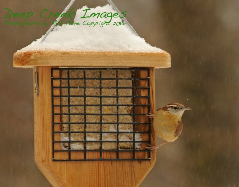 Rob Paine Wren Winter Storm Pax