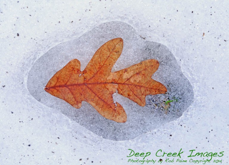 leaf in snow