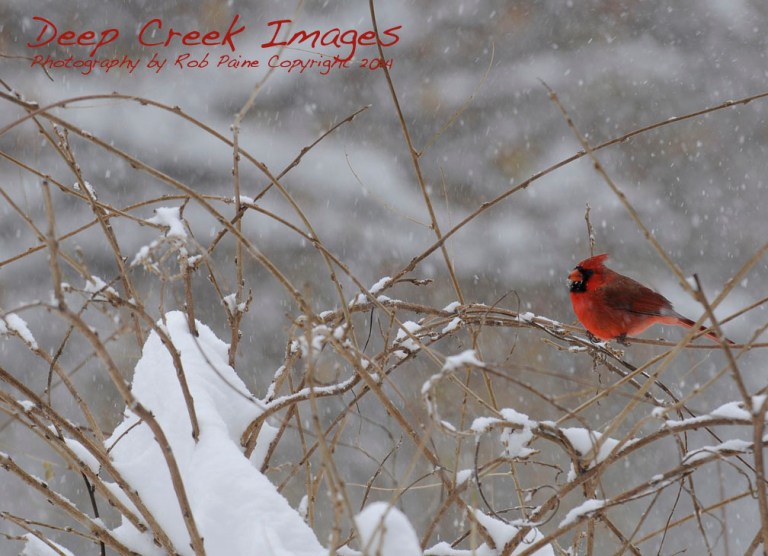 rob paine another cardinal in the snow