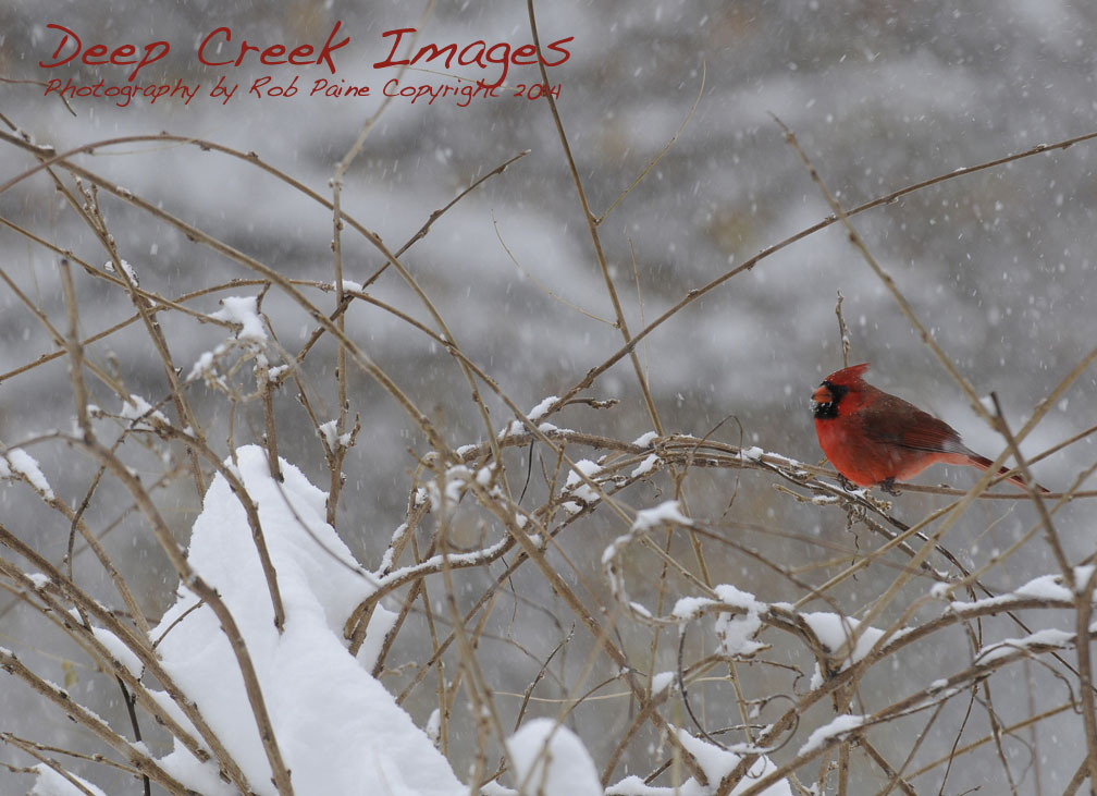 rob paine another cardinal in the snow
