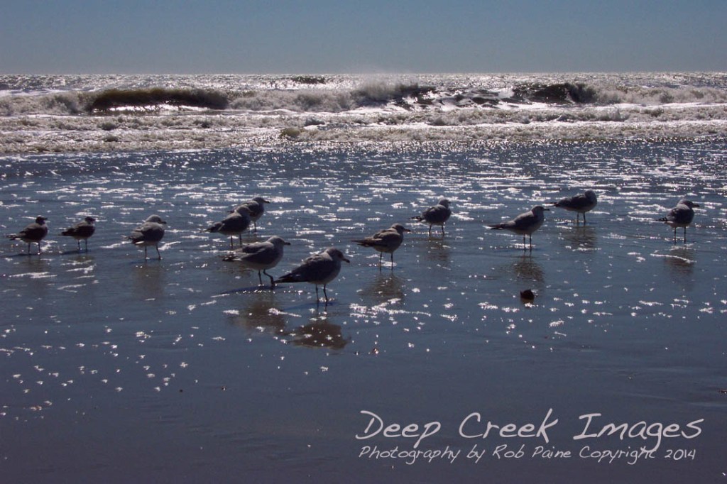 rob paine birds in surf myrtle beach