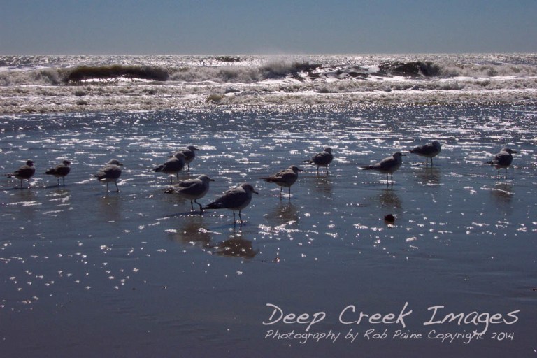 rob paine birds in surf myrtle beach