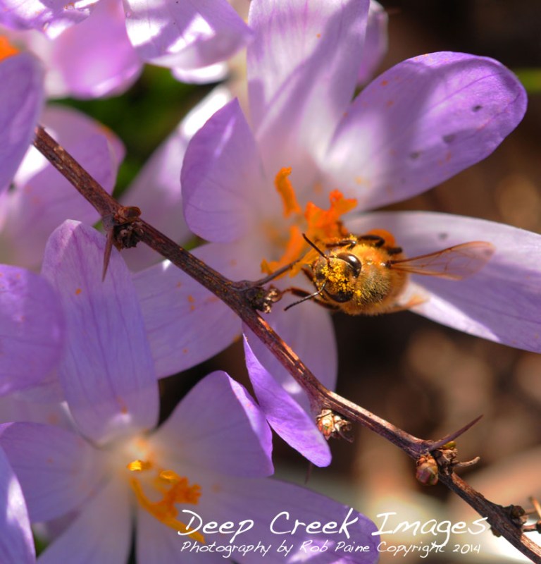 rob paine first spring bee