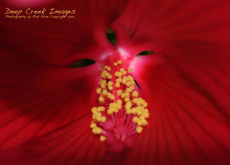 rob paine flower eyes