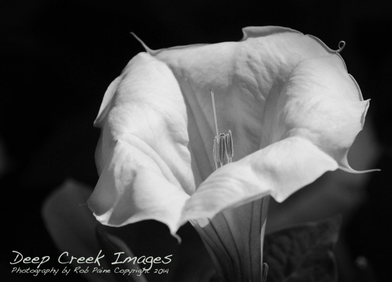 rob paine greenspring black and white