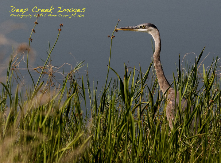 rob paine heron in viera florida