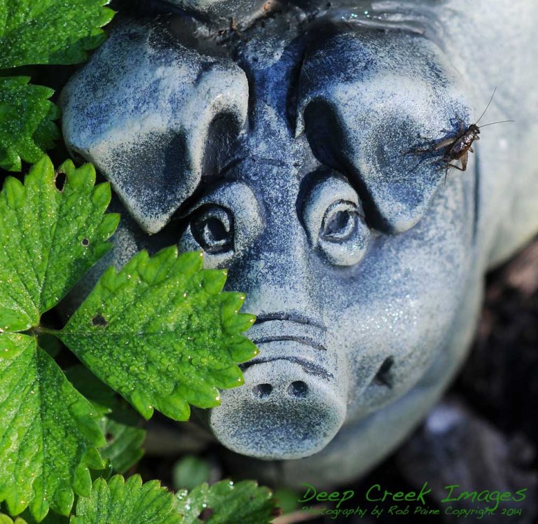 rob paine meadowlark pig