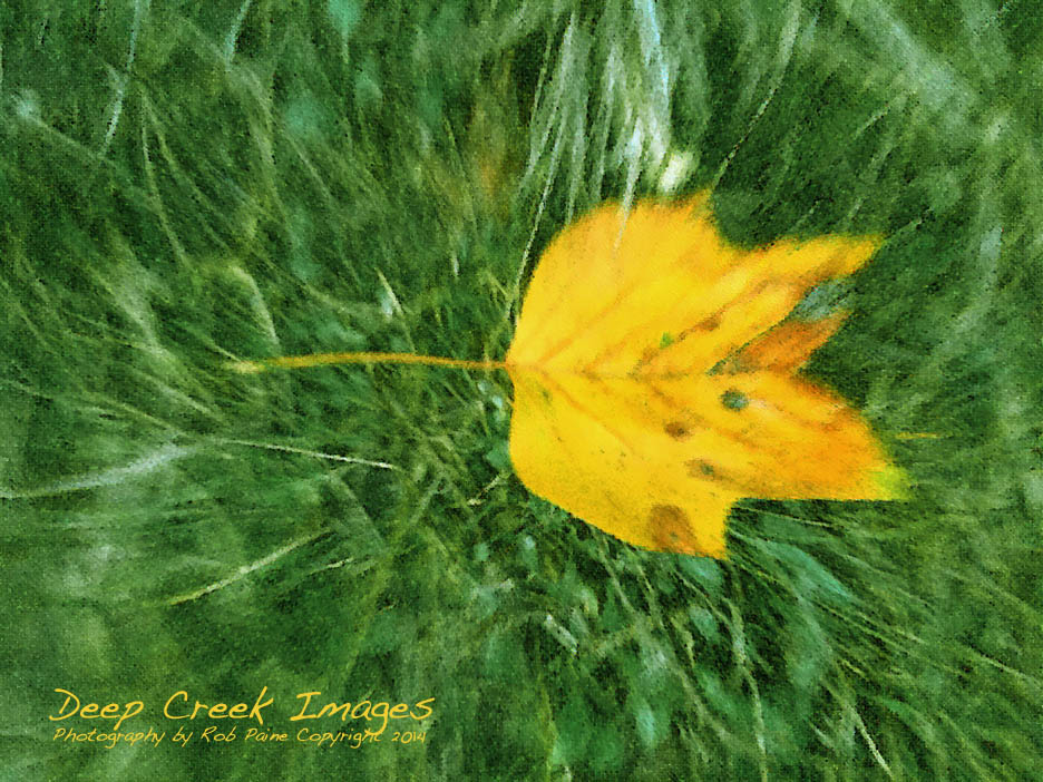 rob paine power of yellow