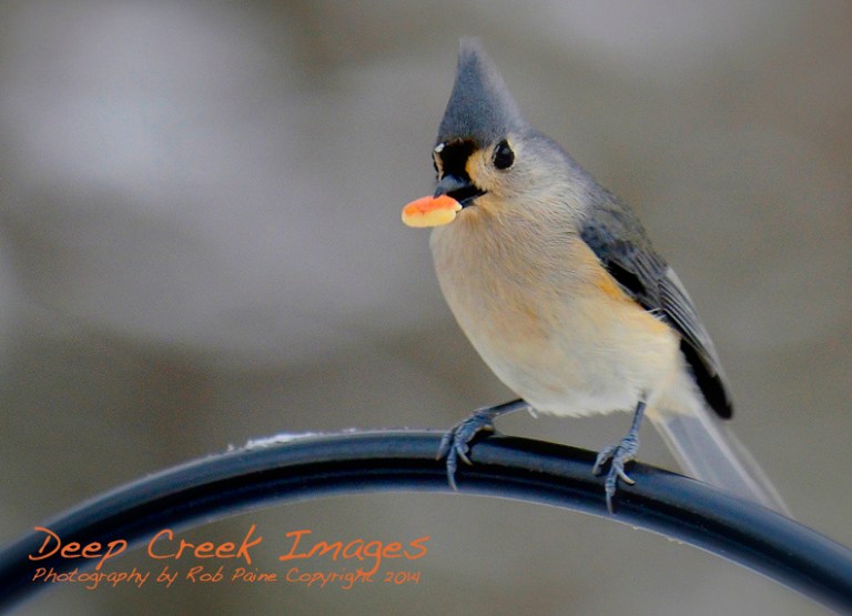 rob paine tufted titmouse