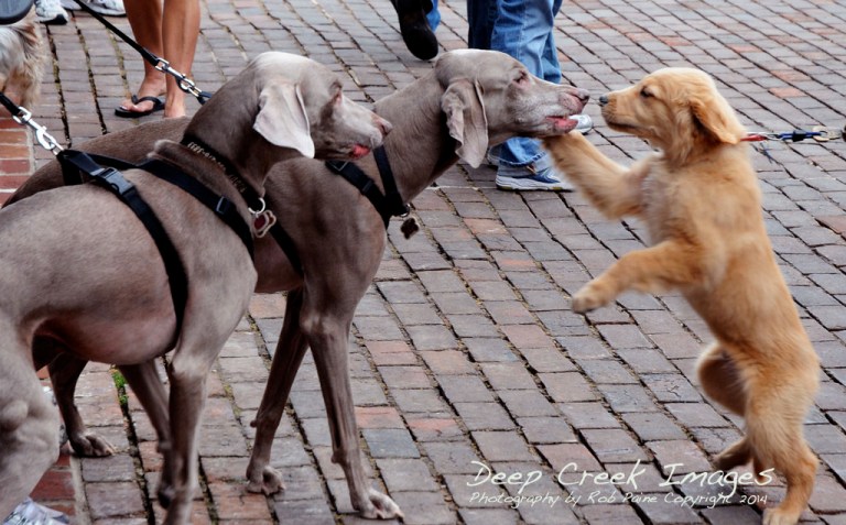 rog paine puppy greeting