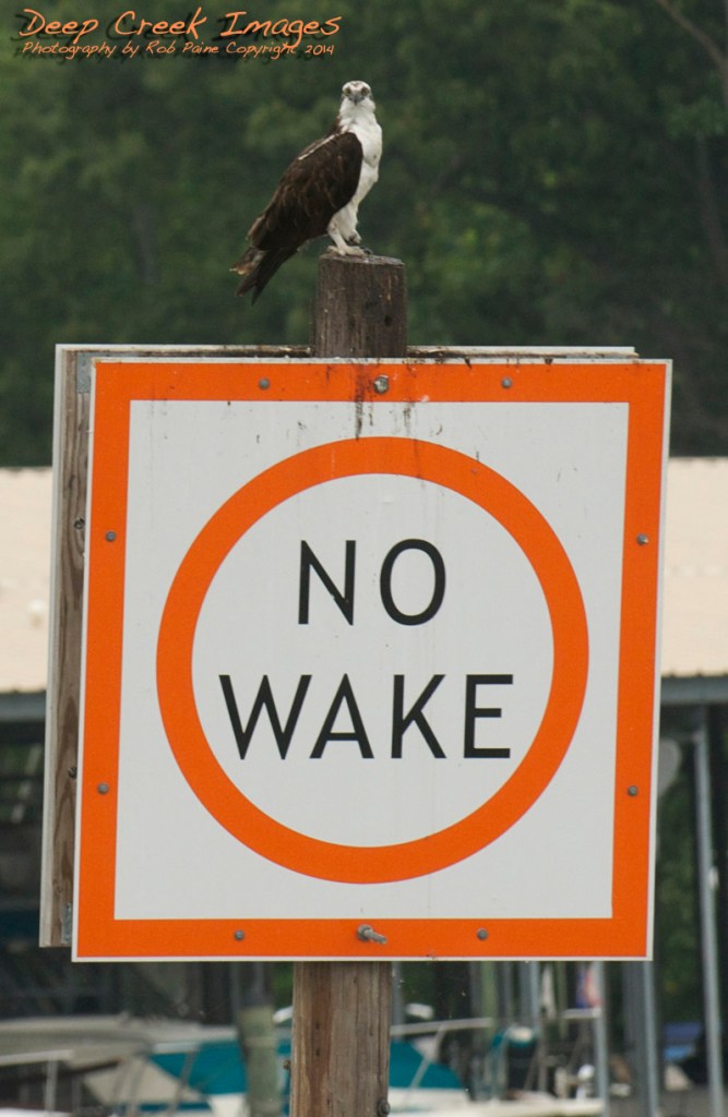 big bird bigger sign