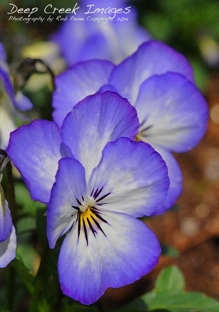 paine painted pansies