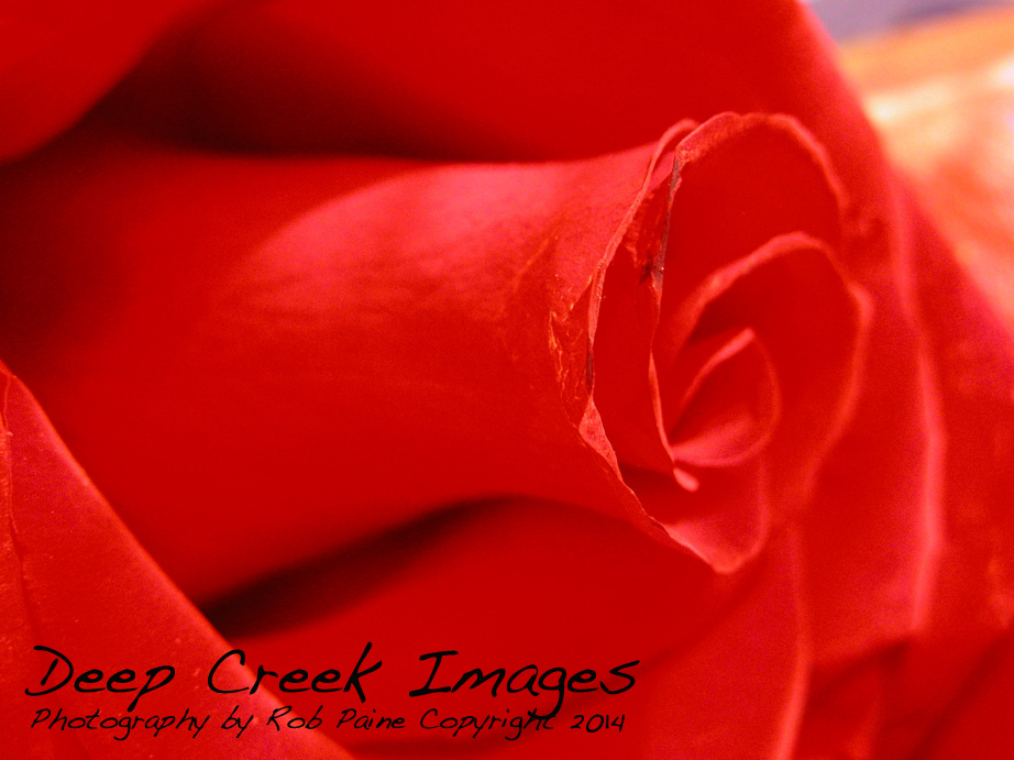 rob paine inside a rose