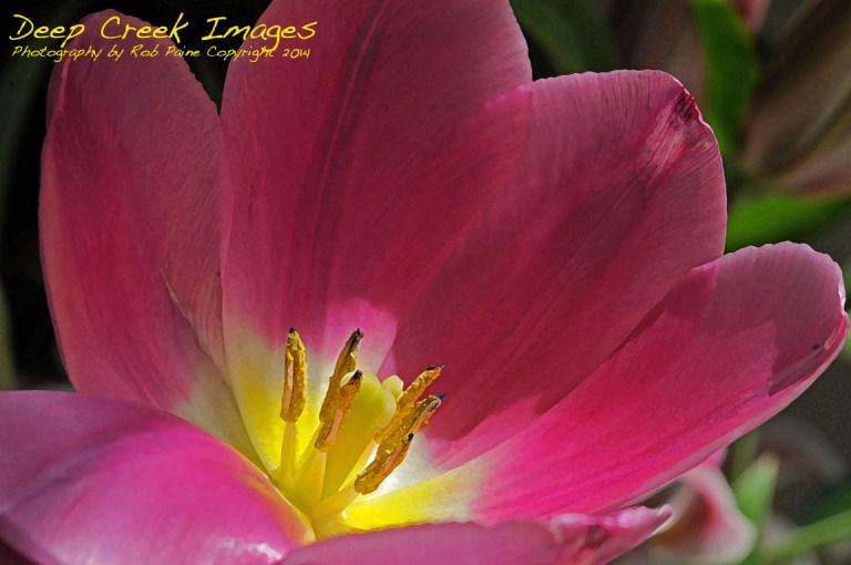 rob paine inside a tulip