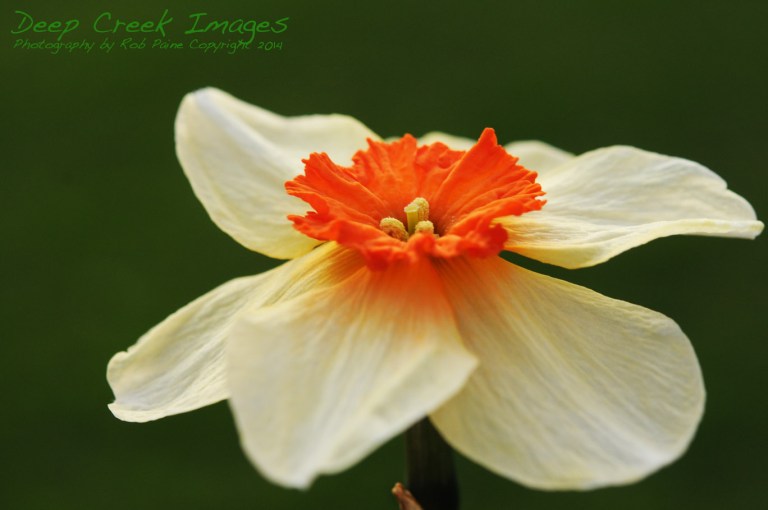 rob paine orang daffodil